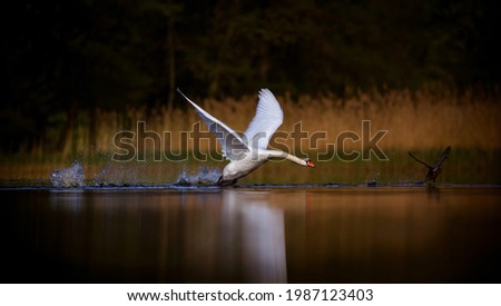 Swan trying to take off from the surface of the lake, the best photo.