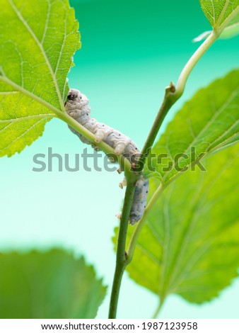One silkworm eating mulberry leaves. Royalty-Free Stock Photo #1987123958