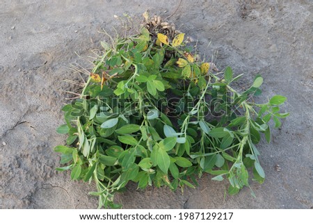 peanut stock with tree on farm for harvest and eat