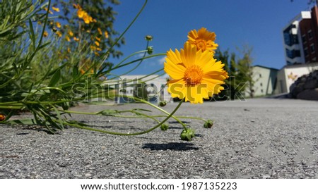 Yellow flower on roadside. Nature photography on street.
