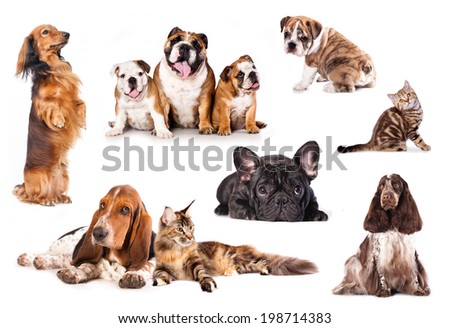  Group of cats and dogs in front of white background