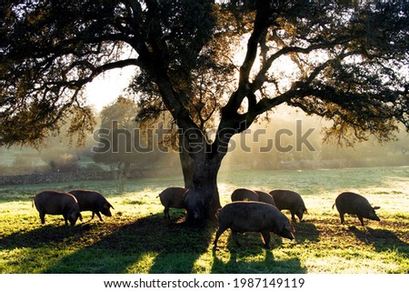 Pigs in montanera in the Dehesa in Extremadura eating acorns at dawn Royalty-Free Stock Photo #1987149119