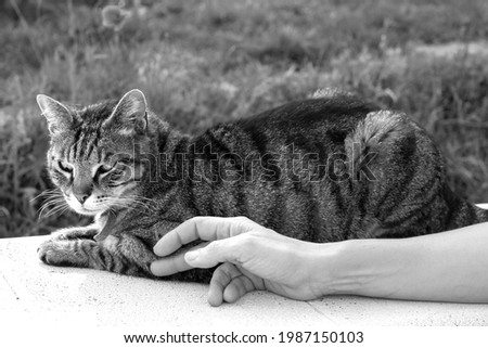 Brindle kitten on the chair while being pampered by a female hand. Black and white photo