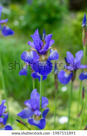 Dutch iris flowers in sunny summer day on blurred green natural background. Iris flowers are growing in a garden. Vertical image