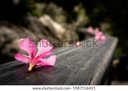 Close-up of a pink flower on a wooden railing. 