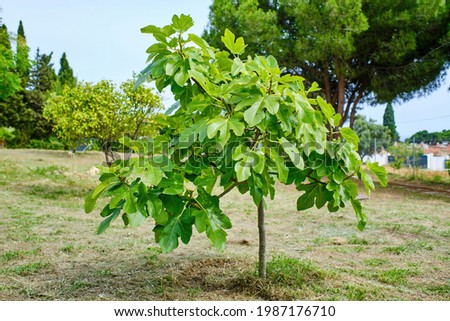 The fig tree. small tree that will soon bear fruit in a garden for own consumption (Ficus carica) Royalty-Free Stock Photo #1987176710