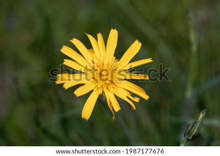 Flower of a meadow goat beard plant, Tragopogon pratensis 