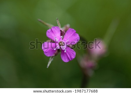 Macro photo of the pink species Silene atropurpurea 