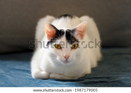 a black and white kitten lying in front of it, with its paws tucked up, looks piercingly into the eyes 