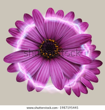 Creative layout made with pink calendula flower and neon light round frame.