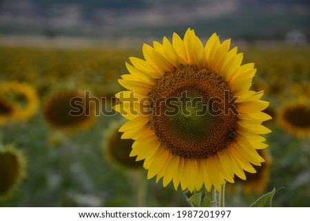 Sunflower natural background. Flowering sunflower. Close-up of a sunflower.