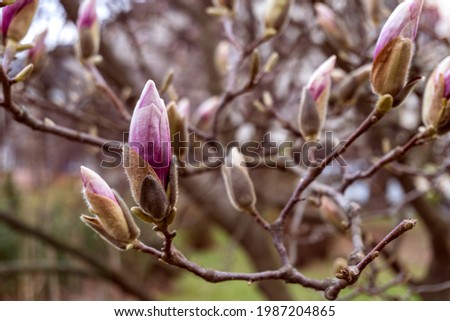 Natural background concept. Pink magnolia branch. Magnolia flowers in spring time.