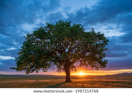 Dramatic view of a lonely secular oak at sunset in Greci, Romania just before the blue hour, with the setting sun behind the tree and the blue sky full of clouds. Royalty-Free Stock Photo #1987214768
