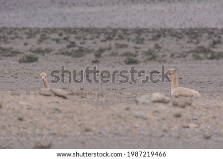 Vicuñas in the Chimborazo wildlife reserve 