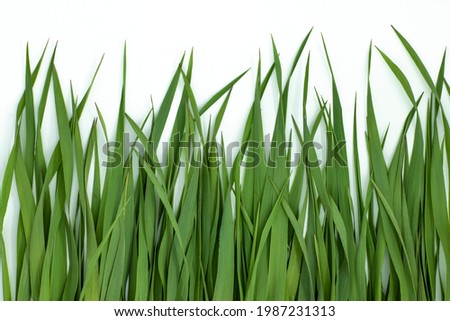 Green grass on a white background close-up, side view.