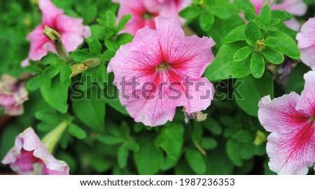 Pink pansy flowers in a pot. Beautiful floral background 