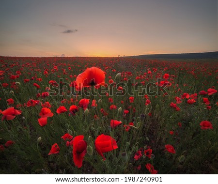 Beautiful field of red poppies at sunset. Evening summer landscape with a poppy field. Amazing natural view.