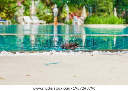 Image of a pigeon cooling off in a hotel pool during daytime