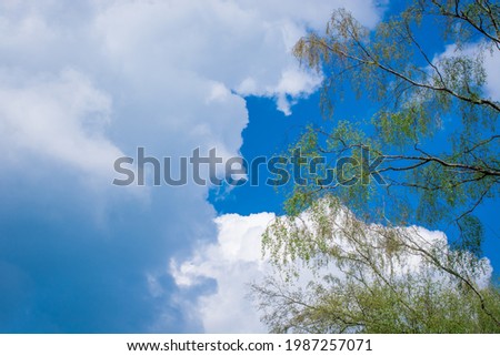 photo of tall trees with new leaves and sky