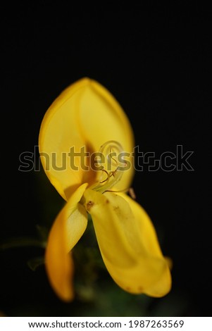 Yellow flower blossom close up spartium jenceum family leguminosae botanical modern black background high quality big size prints