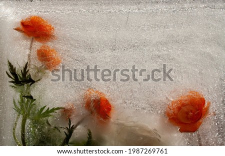 flowers in ice, asian bathing suit, wildflower, orange flower, ice with frozen orange wildflowers