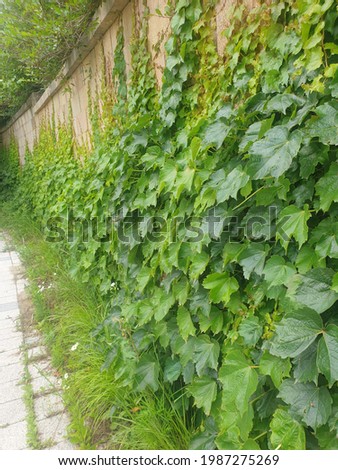 Brick walls and ivy vines. Green nature-friendly wall. Natural background picture.