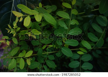 Green tropical leaves, natural dark background, close up photo