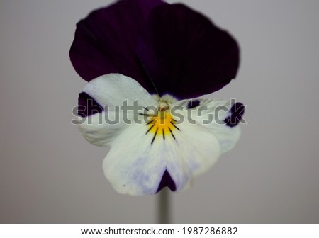 Colorful viola flower blossoming family violaceae close up botanical background modern high quality big size prints