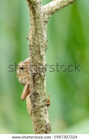 closeup shot of a oriental garden lizard in nature