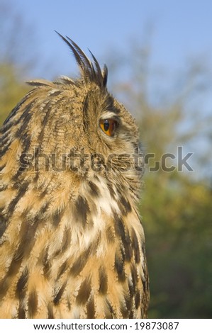 A tawny owl in a natural park outdoors-a picture from the side