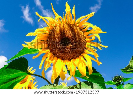Photos of a sunflower flower