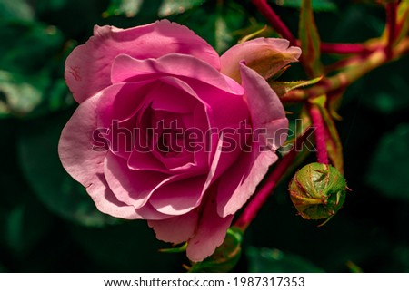 Beautiful close-up view of pink roses and buds in front of blurred green leaves background. Pink rose fragment macro shot local focus. Horizontal abstract texture with blurred background for design.
