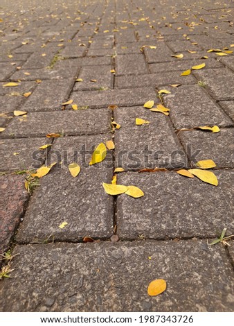 Falling green leaves on the paving road