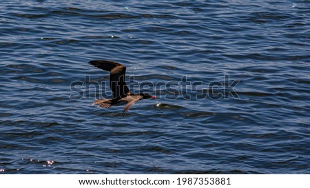 Seabird flying in the sea from Guanabara Bay, Rio de Janeiro, Brazil