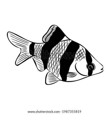 Aquarium fish Barbus sumatran (Puntigrus tetrazona). Vector sketch illustration isolated on a white background, drawn by hand. A single element of the aquarium underwater world.