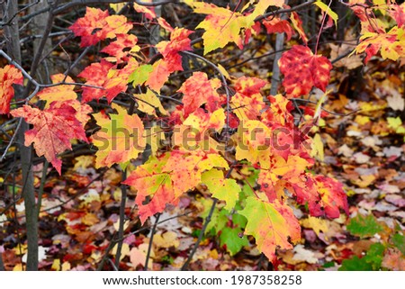 Closeup of multi-coloured Red Maple (Acer rubrum) leaves along hiking trail during Fall