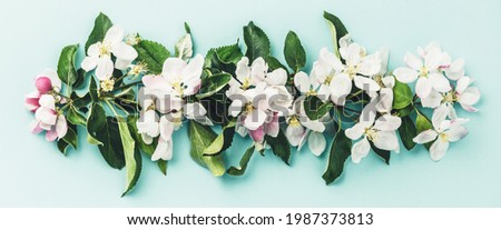 Spring floral background, wallpaper. Flat-lay of white apple blossom flowers over light blue background, top view, flat lay. Womens day mothers day holiday greeting card or wedding invitation