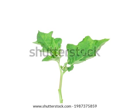 The leaves of the eggplant tree are flowering and the green shoots are growing. isolated on white