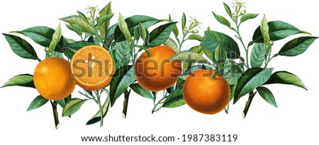 Seamless border arrangement with vintage orange citrus fruits, blossom, green leaves