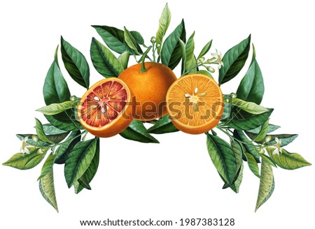 Fruit arrangement with vintage orange citruses and green leaves