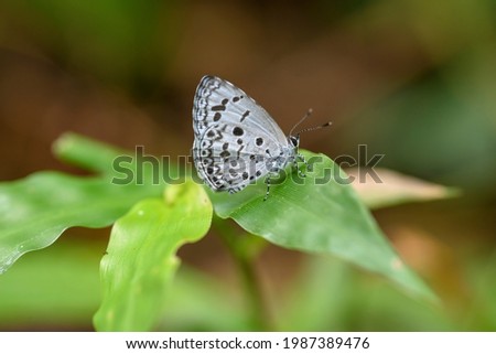 Beautiful butterfly perching on the leaves