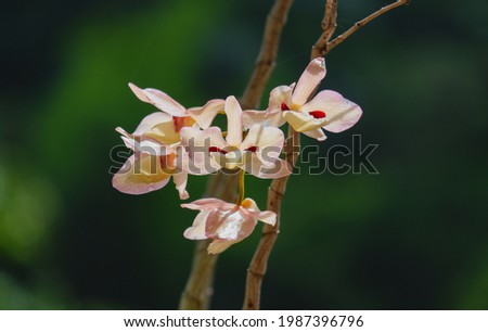 Dendrobium puchellum orchids flower close up in nature.  beautiful white Orchids in botanic garden
