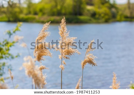 Pampas grass on the lake, reeds, cane seeds. The reeds on the lake sway in the wind against the blue sky and water. Abstract natural background. Beautiful pattern with bright colors. Selective Focus