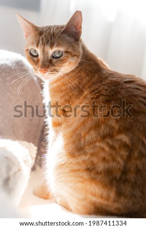 brown tabby cat sitting on the sofa under the light of the window, looks at the camera. vertical composition