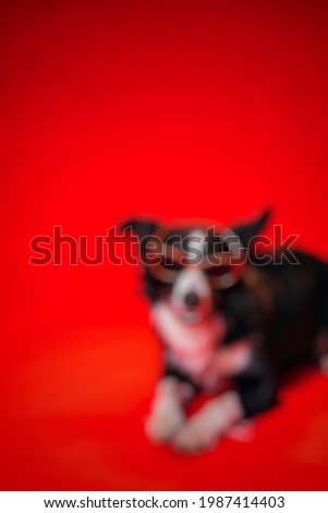 Defocused abstract background of animal