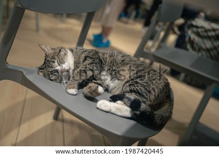 picture of Cat coffee shop