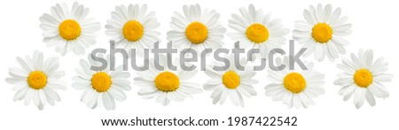 Chamomile flowers set isolated on white background. Package design elements with clipping path