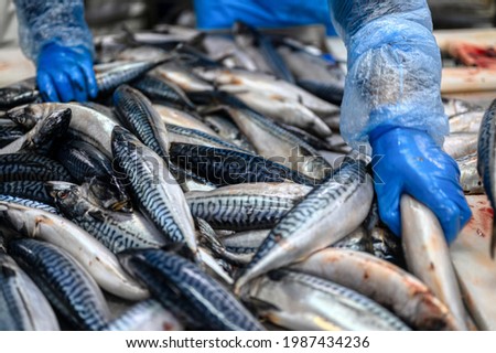 The worker selects fish from a large pile. Lots of mackerel carcasses. Sea fish. Raw fish prepared for processing.