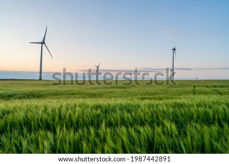 Wind turbines that produce sustainable energy located on an agricultural field on which green wheat is planted on a summer day at sunset.
 Royalty-Free Stock Photo #1987442891
