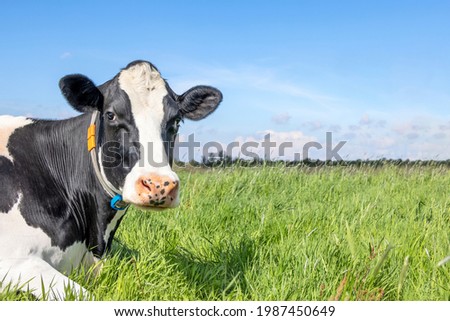 Cow, black and white curious gentle looking, at the left side of the photo in a green field, blue sky